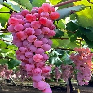 Seedless Grapes