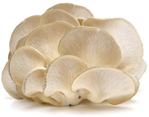 Oyester Mushroom