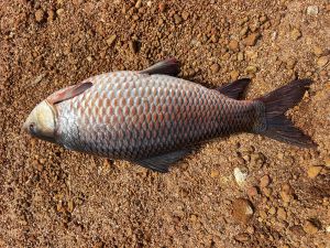 Rohu Fish