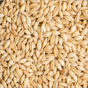 Natural Barley Seeds, Color : Brown, Packaging Size : 20Kg