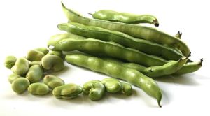 Natural Fresh Broad Beans, Color : Green, Packaging Size : 10Kg