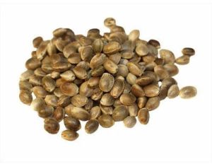 Natural Hemp Seeds, Packaging Size : 10Kg, Packaging Type : Bag