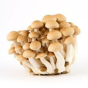 Organic Shimeji Mushroom Fresh, Packaging Size : 1Kg