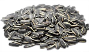 Natural Sunflower Seeds, Color : Black, Purity : 100%