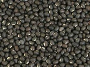 Whole Urad Dal