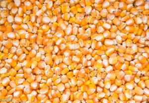 Dried Maize, Certification : FSSAI Certified for Cooking