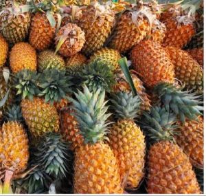 Fresh Pineapple, Certification : FSSAI Certified for Human Consumption