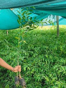 Agarwood Plants