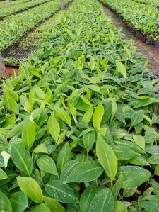 Banana Plants