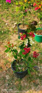 Bougainvillea Plant