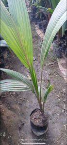 Coconut Plants