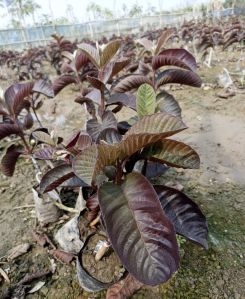 Guava Plant