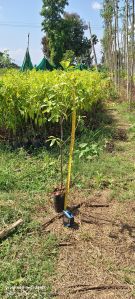 White Sandalwood Plants