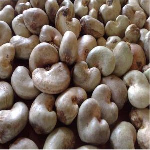 Cashew Nuts, For Food, Snacks