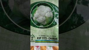 ksp-1173 Cauliflower Chamak Seed