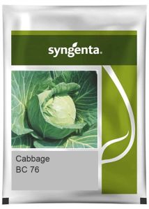 Syngenta BC 76 Cabbage Seeds