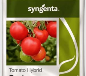 Syngenta Hybrid Saaho (TO-3251)