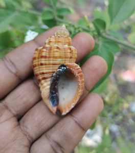 Cantharus Melanostoma Seashell