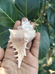 Chicoreus Virgineus Natural Seashell