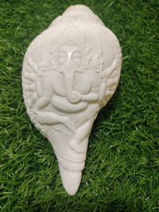 Turbinella Pyrum Ganesh Carving Chank