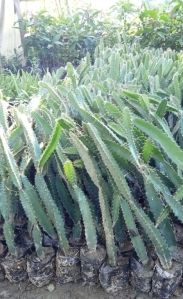 Dragon Fruit Plants