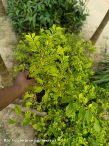 Hedge Plant