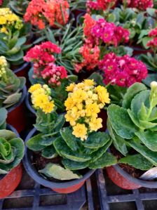 Kalanchoe Red Plant
