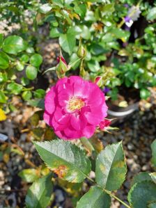 Pink Rose Plant