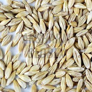 Organic Barley Seeds, Color : Yellow, Grade Standard : Food Grade, Speciality : Gluten Free