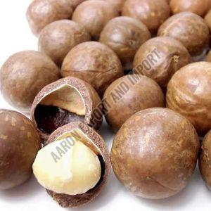 Macadamia Nuts, Color : Brown, Packaging Type : Plastic Packet