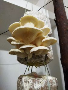 Oyster Mushroom