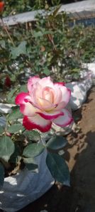 Dutch Rose Plants For Decoration