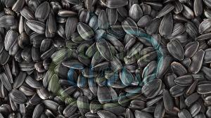 Black Sunflower Seeds, Packaging Type : Packet For Oil Extraction