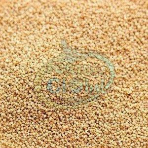 Brown Poppy Seeds, Packaging Type : Packet