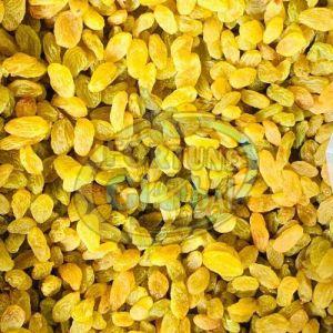 Indian Round Yellow Raisin, Taste : Sweet, Packaging Type : Carton Box, Packaging Size : 15kg