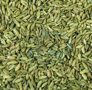 Patrani Green Fennel Seeds, Specialities : Rich In Taste, Fresh, Packaging Type : Packet For Human Consumption