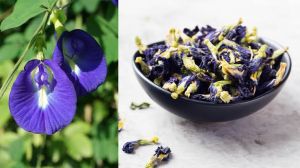 Natural Dried Butterfly Pea Flower, Color : Blue