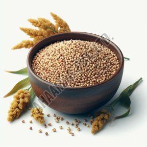 Sorghum Seeds