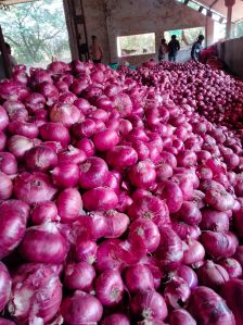 Organic Fresh Onion, Color : Red & Pink, Speciality : Hygienic