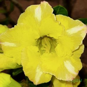 Adenium Mumtaz Single Petal Yellow Plant