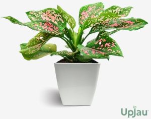 Aglaonema Dalmatian Large Plant