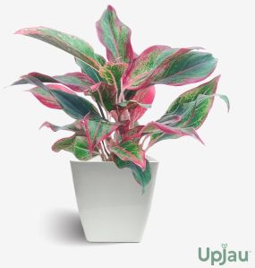 Aglaonema Lipstick