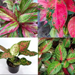 Aglaonema Plant Combo of 4