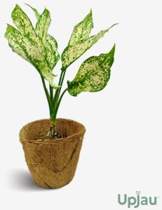 Aglaonema Snow White Plant