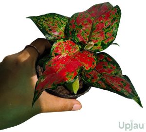 Aglaonema Valentine Plant