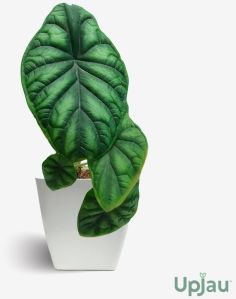 Alocasia Dragon Scale Plant