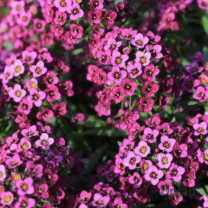 Alyssum Pink Seeds Hybrid F1 (50 Seeds)