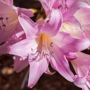 Amaryllis Belladonna Lily Plant