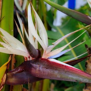 Bird of Paradise Plant