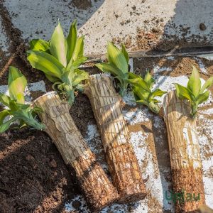 Brazilian Dracena Fragrans Plant